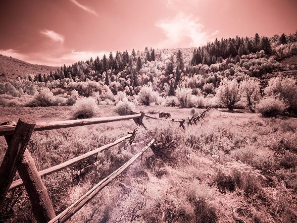 Eggers, Terry 아티스트의 USA-Utah-Infrared of the Logan Pass area with long rail fence작품입니다.